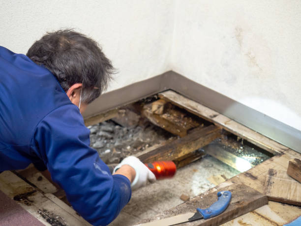 Best Certified Mold Removal  in West Odessa, TX