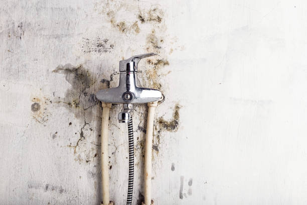 Best Mold Damage Repair  in West Odessa, TX