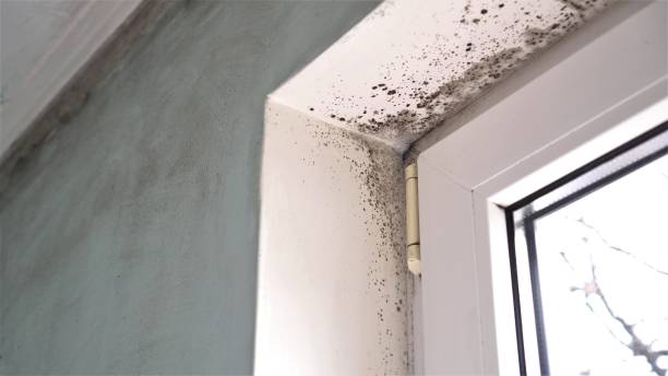 Best Commercial Mold Removal  in West Odessa, TX