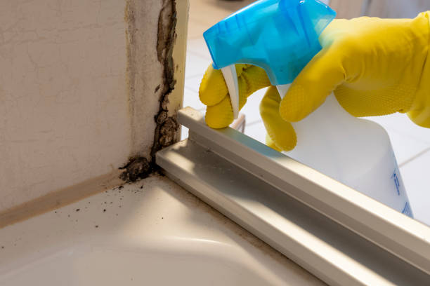Best Mold Remediation  in West Odessa, TX
