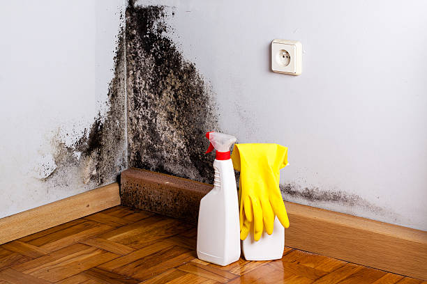 Best Certified Mold Removal  in West Odessa, TX