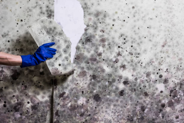 Best Best Mold Removal Companies  in West Odessa, TX