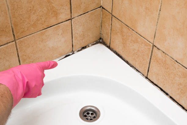 Trusted West Odessa, TX Mold Removal Experts