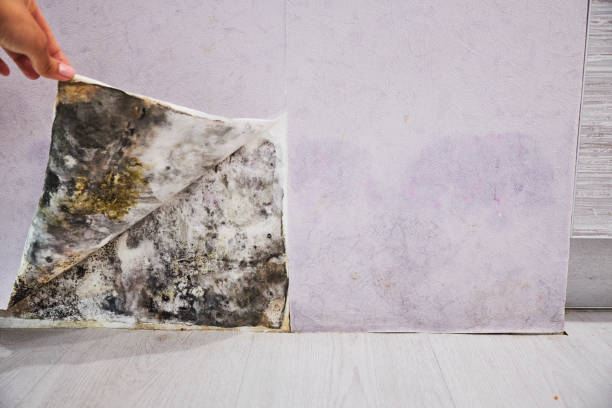 Attic Mold Removal in West Odessa, TX